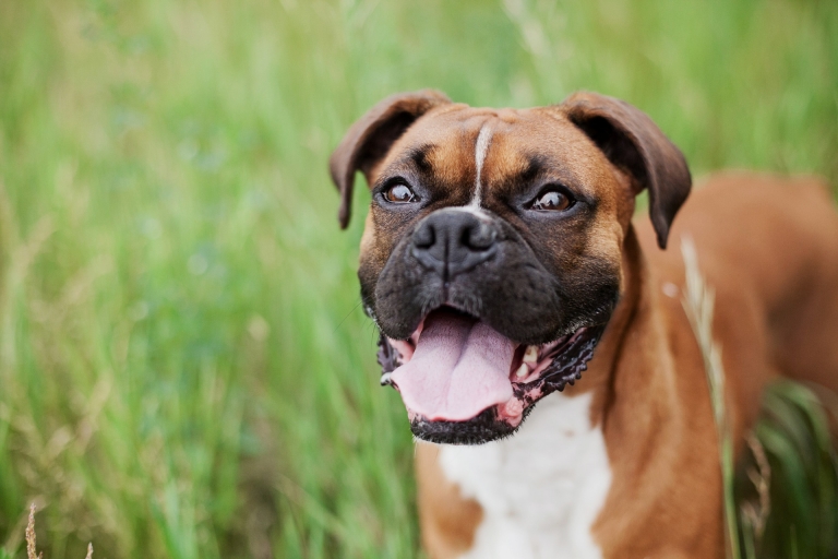 Read more about the article Learning Your Dog’s Body Language