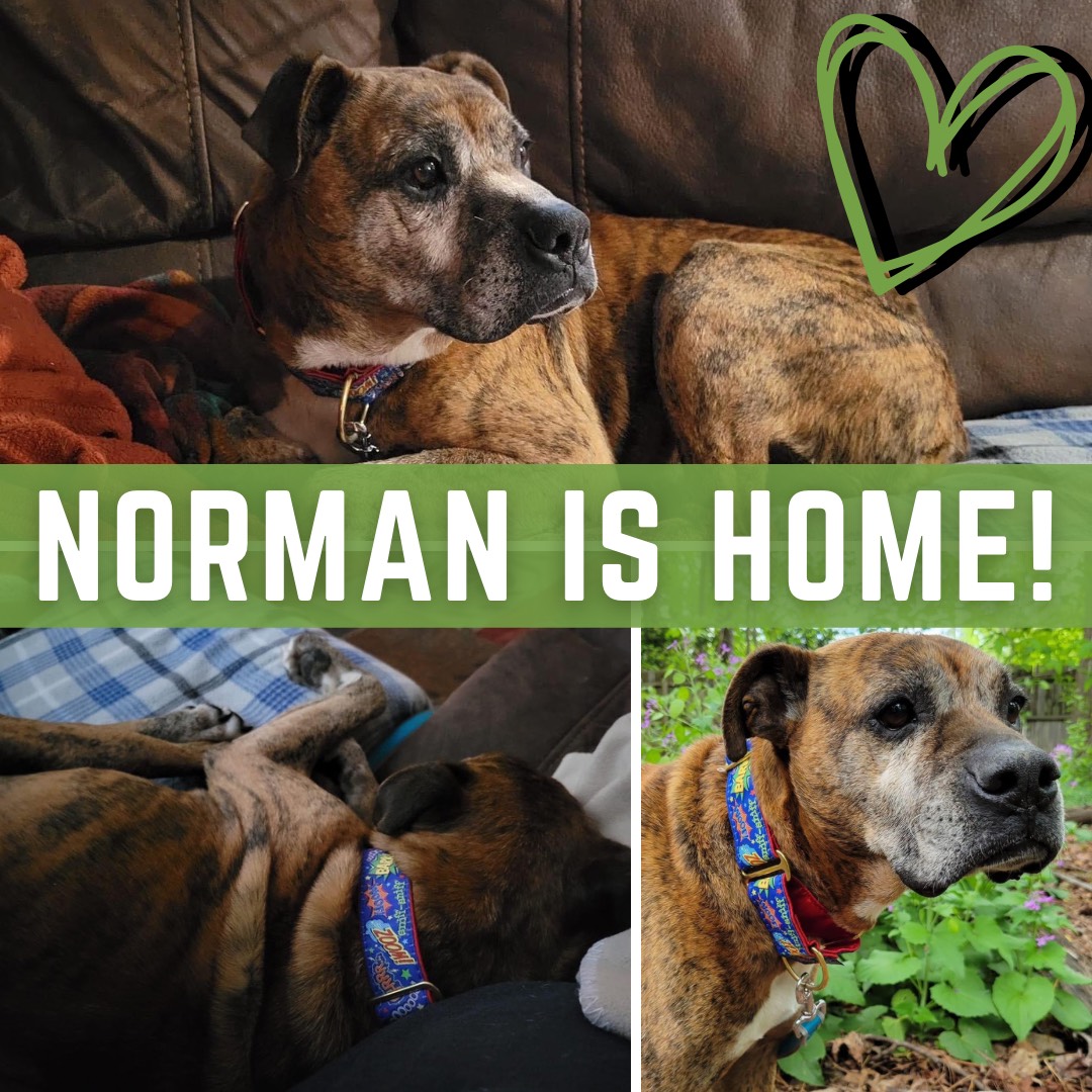 Read more about the article 160 Days – Norman is Home!