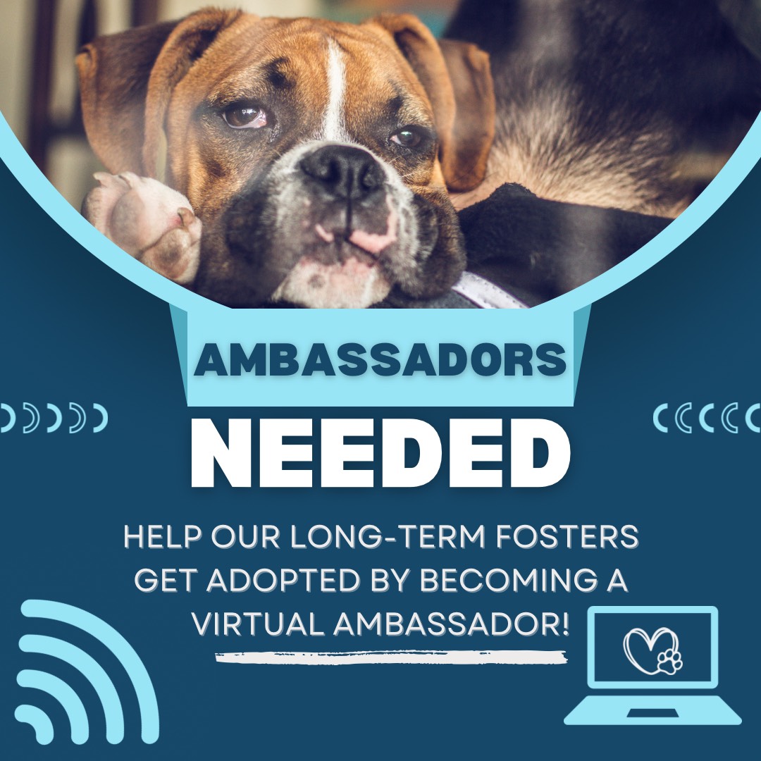 Read more about the article Become a Virtual Ambassador for CBR