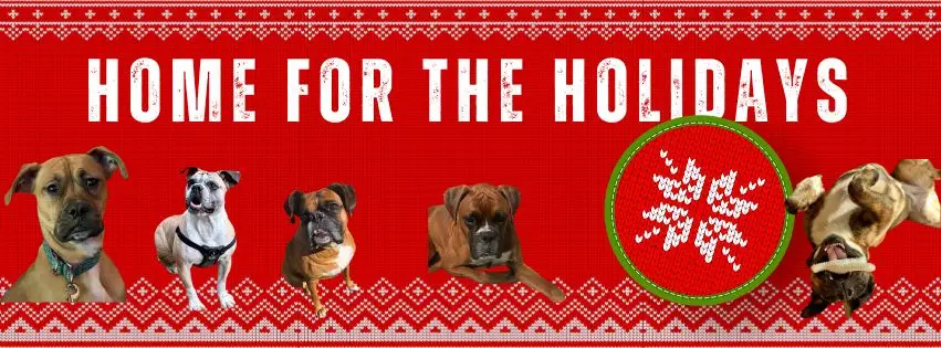 Read more about the article Home for the Holidays: Meet Our Longest-Standing Boxers