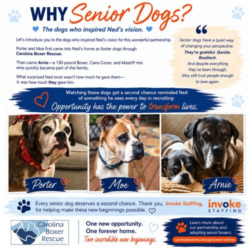 Senior Dogs for Website